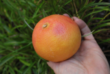 Citrus x aurantium Grapefruit Group RCP12-2015 (6).JPG